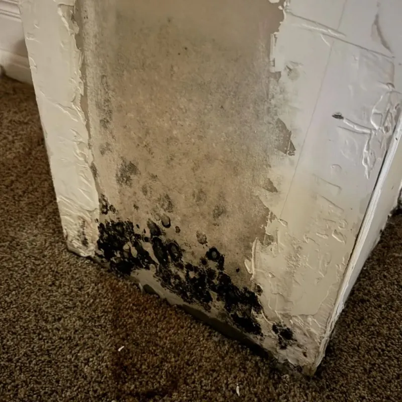 Professional Mold Removal in Medford, OR